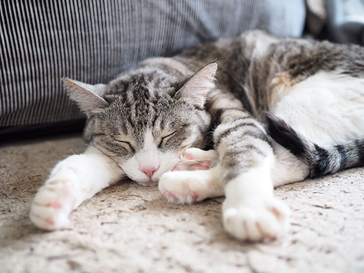 眠る猫