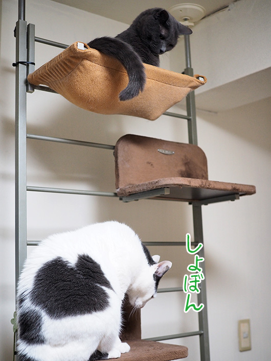 キャットウォークの猫
