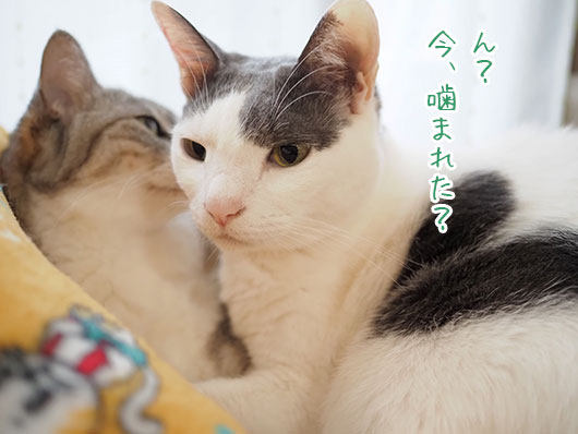 PB153339s