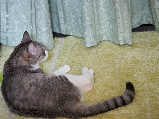 監視する猫