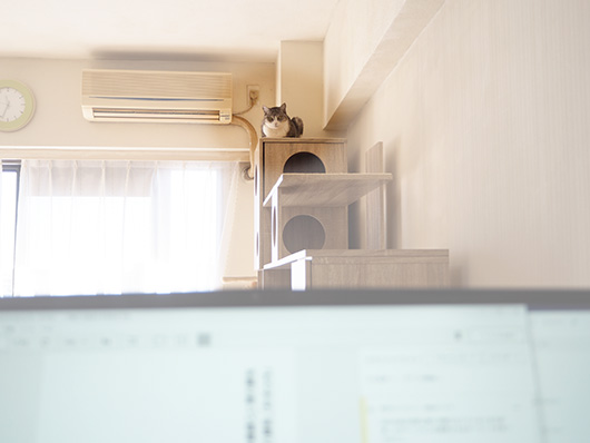 監視する猫