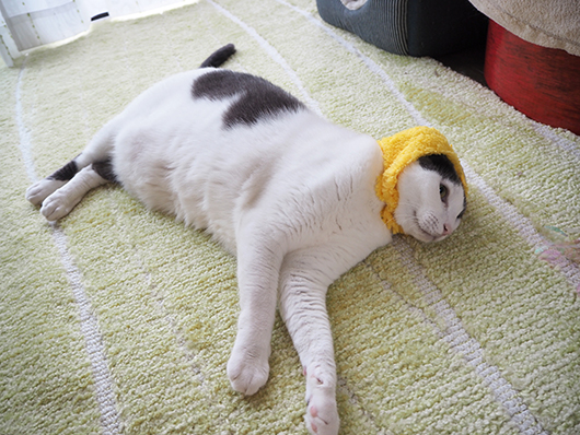 コスプレ猫