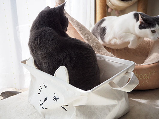 跳ぶ猫