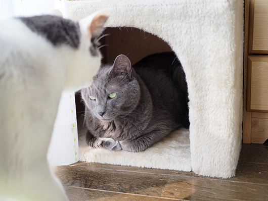 キャットハウスの中の猫