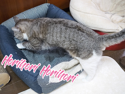 ホリホリする猫
