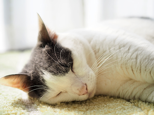 日向ぼっこする猫