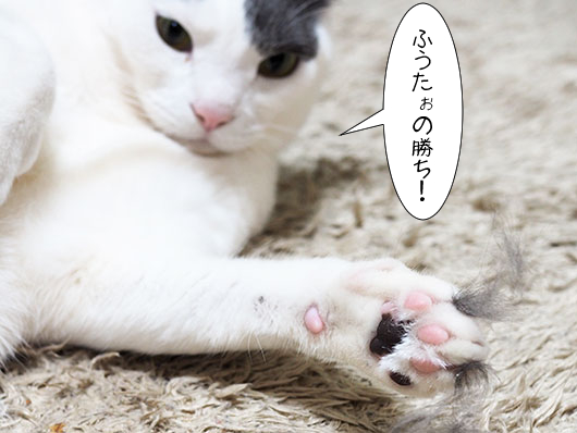 ケンカした猫