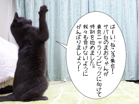号令をかける猫
