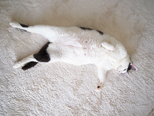 寝転がる猫