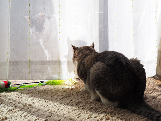 カーテン越しの猫