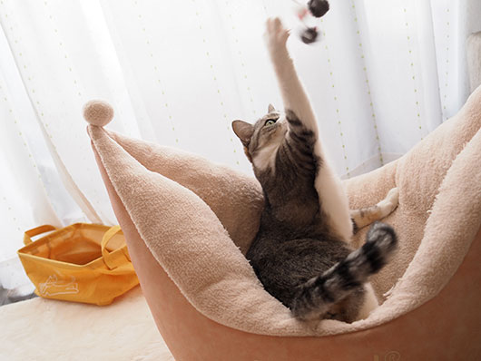 猫じゃらしで遊ぶ猫