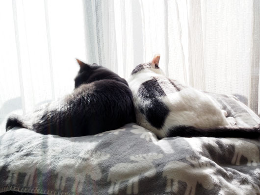 寄り添う猫