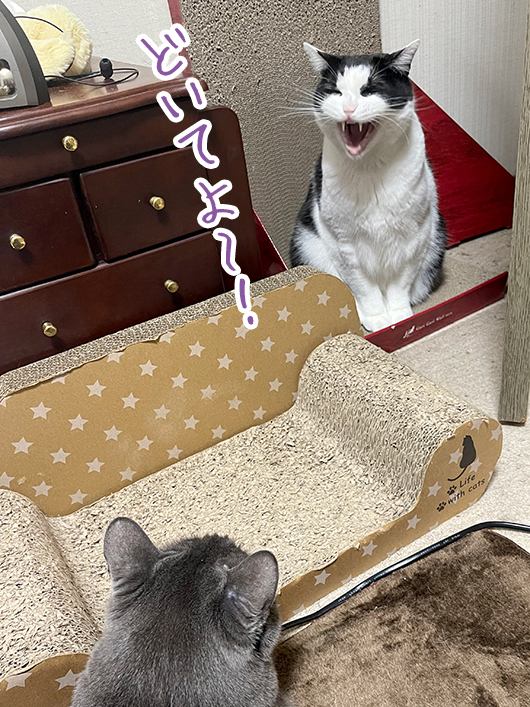 怒る猫