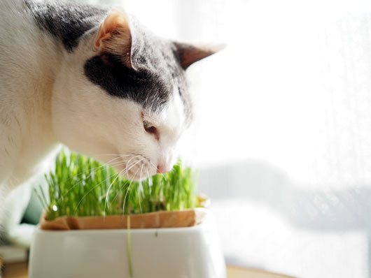 猫草を食べる猫