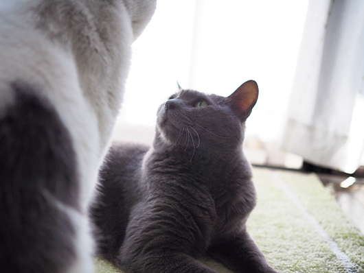 見つめ合う猫