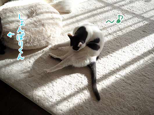 ハート猫