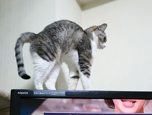 テレビの上の猫