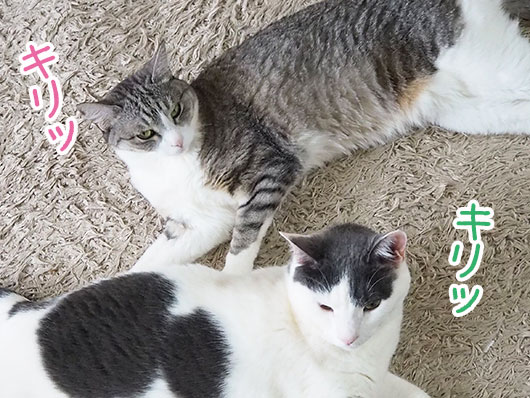 キリリとした猫