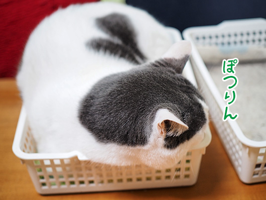 カゴ猫