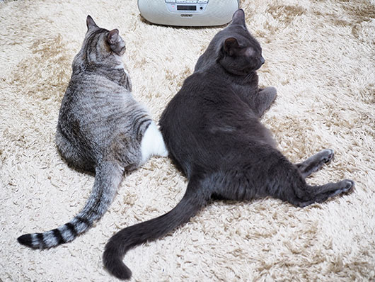 ラジオを聴く猫