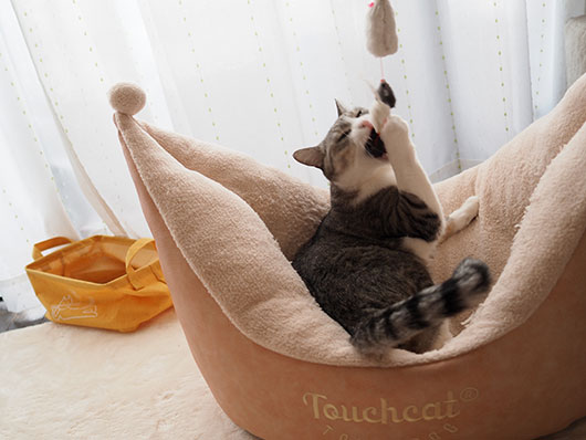 猫じゃらしで遊ぶ猫