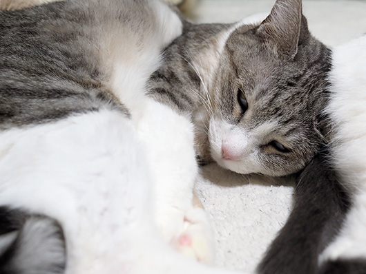 眠る猫
