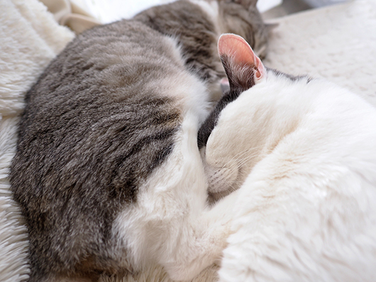 お昼寝する猫