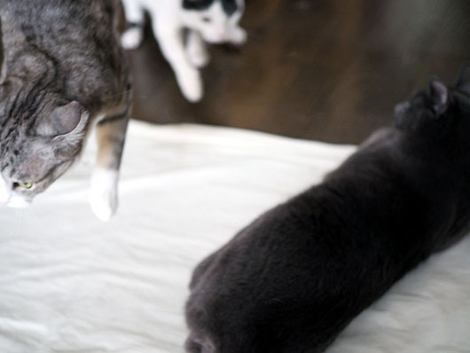 吹っ飛ぶ猫