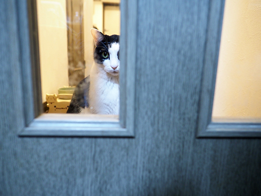 最近 誰かに見られている ねこ3生活 最近 誰かに見られている ねこ3生活