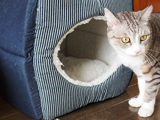 睨みつける猫