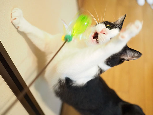 猫じゃらしで遊ぶ猫