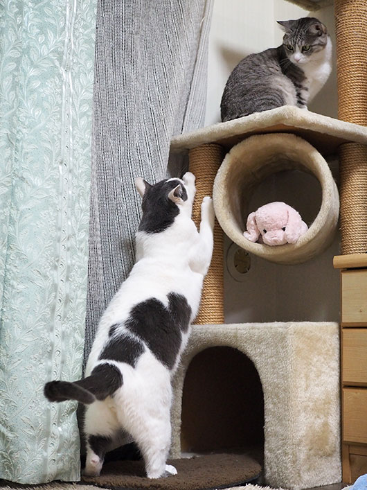 キャットタワーと猫