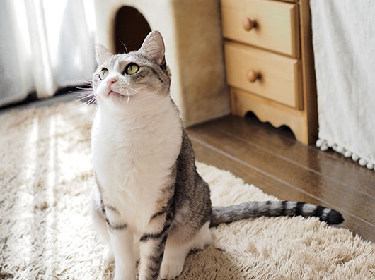サバ白の猫
