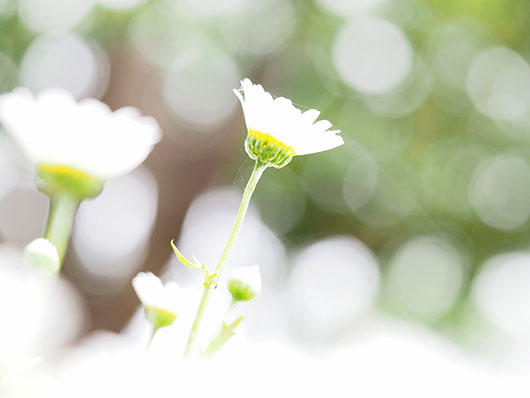 花