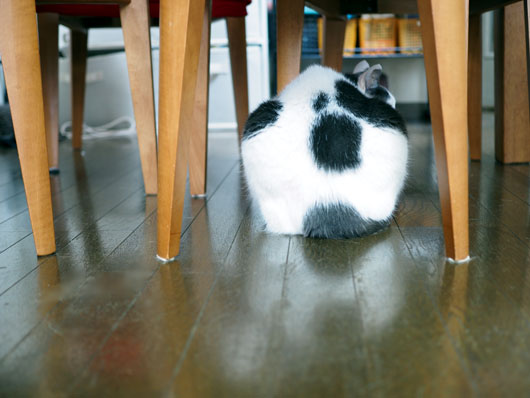 ビビる猫