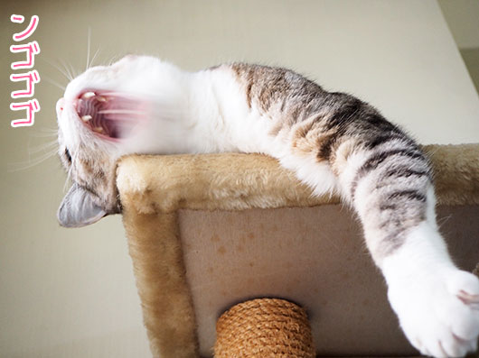 あくびをする猫