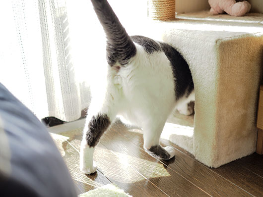 キャットハウスに入る猫