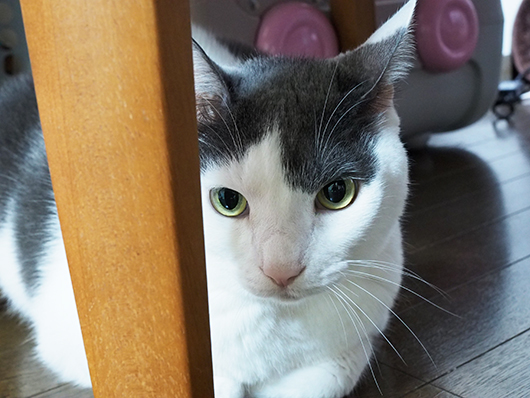 怯える猫