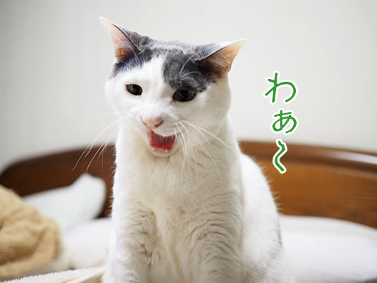 あくびをする猫