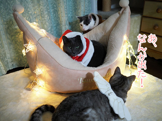 ねこ3クリスマス