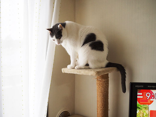 キャットタワーの猫