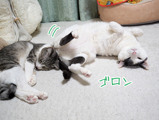 ねこ3