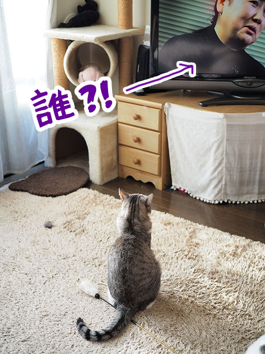 テレビを観る猫