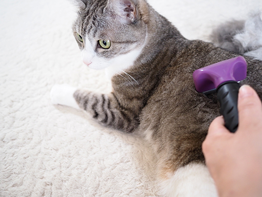 ファーミネーターする猫