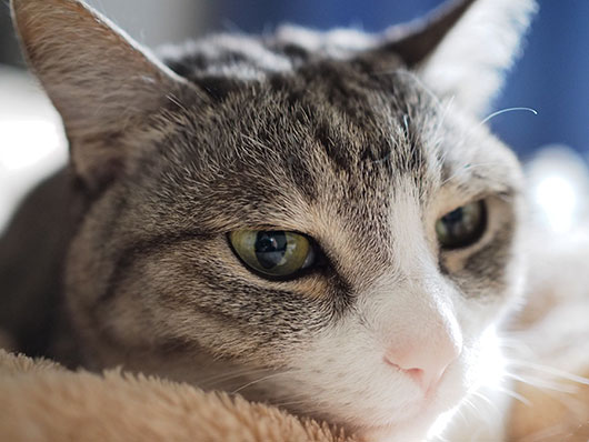 まどろむ猫