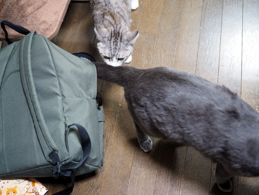 逃げる猫