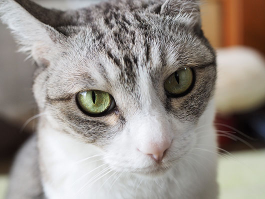 にらむ猫