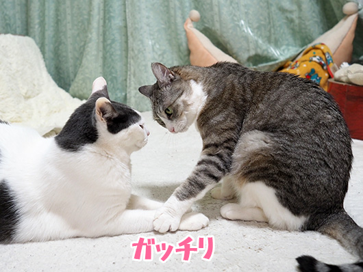 にらみ合う猫