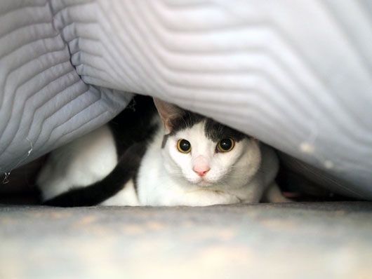隠れる猫