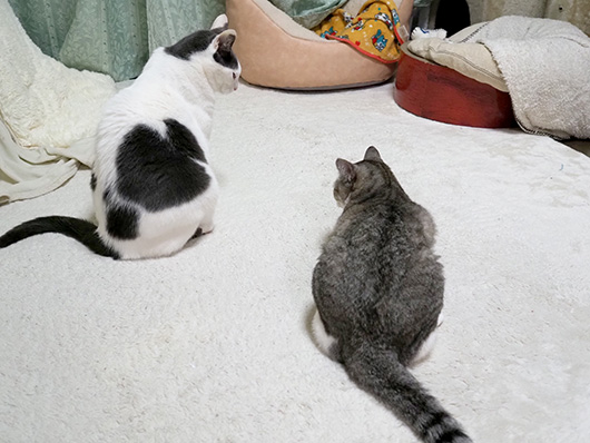 見つめあう猫